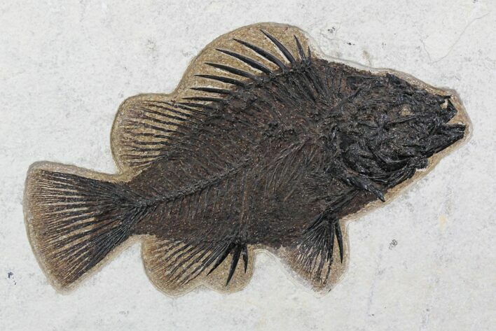 Remarkable Priscacara Serrata Fossil Fish - Wyoming #22446
